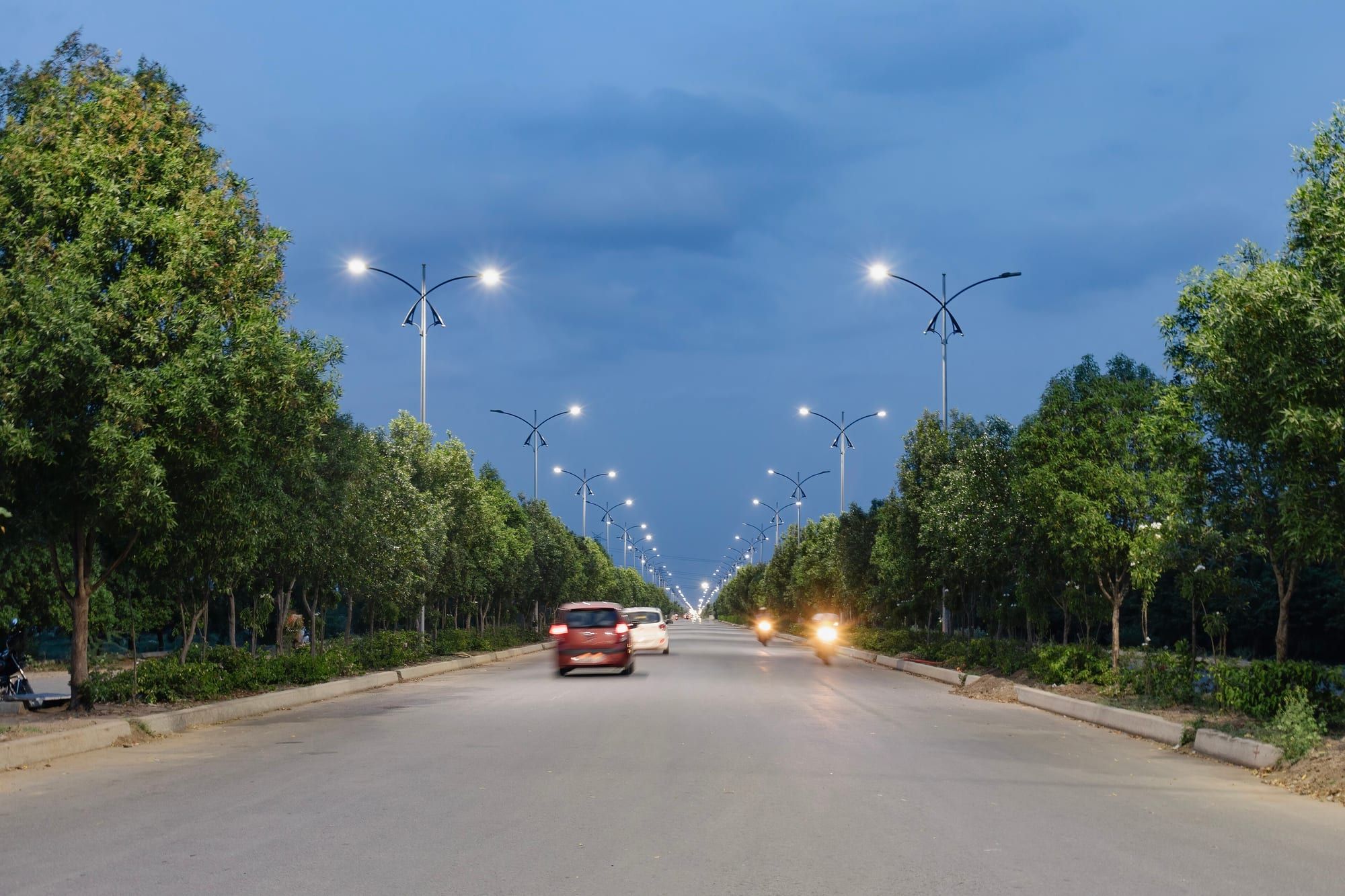 Street lights and avenue trees at dusk